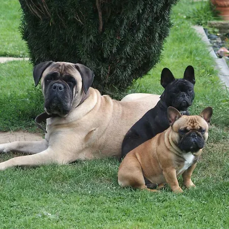 Le Du Breux Face Semois Au 2 Eme Etage Chassepierre