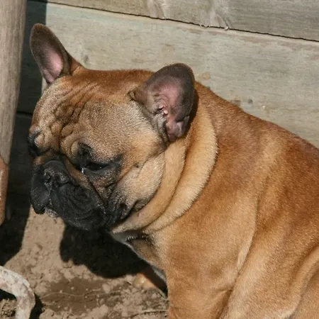 Appartement Le Du Breux Face Semois Au 2 Eme Etage Chassepierre