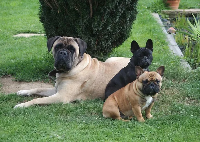 Le Du Breux Face Semois Au 2 ème étage Chassepierre